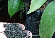 biochar_inside_3_1